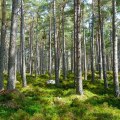 Understanding Decision Trees and Random Forests for AI Homework Help
