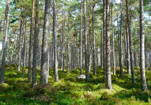 Understanding Decision Trees and Random Forests for AI Homework Help